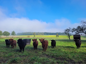 A group of cattle in a grassy field with a clear sky and trees in the background.