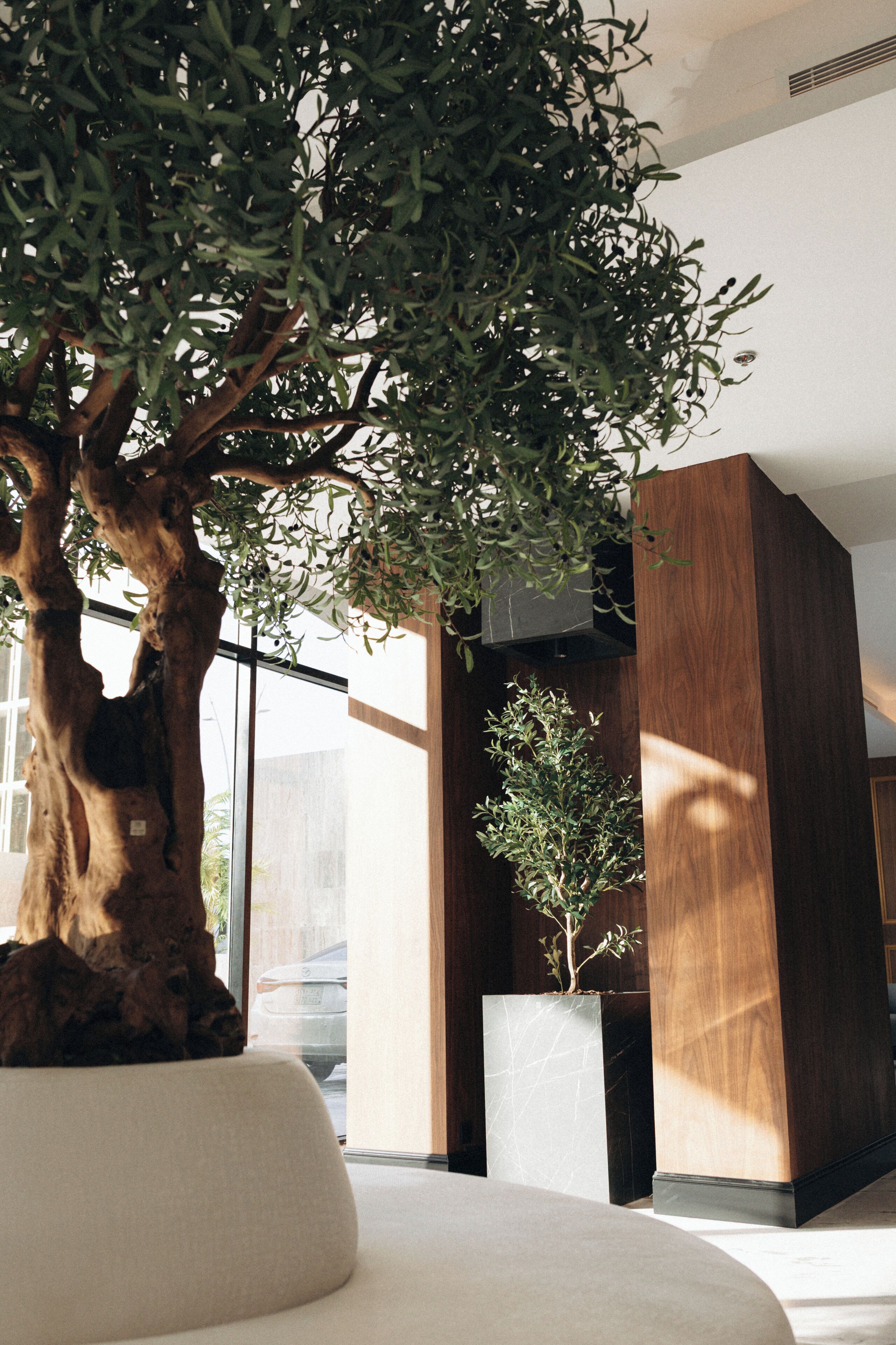 A modern interior with a large tree, a white sofa, and wooden panels.