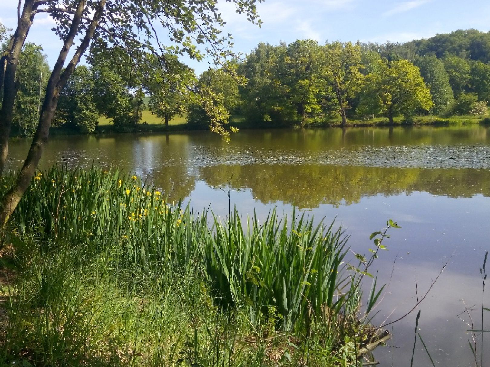 Un lac paisible, entouré d’une végétation luxuriante et d’arbres.