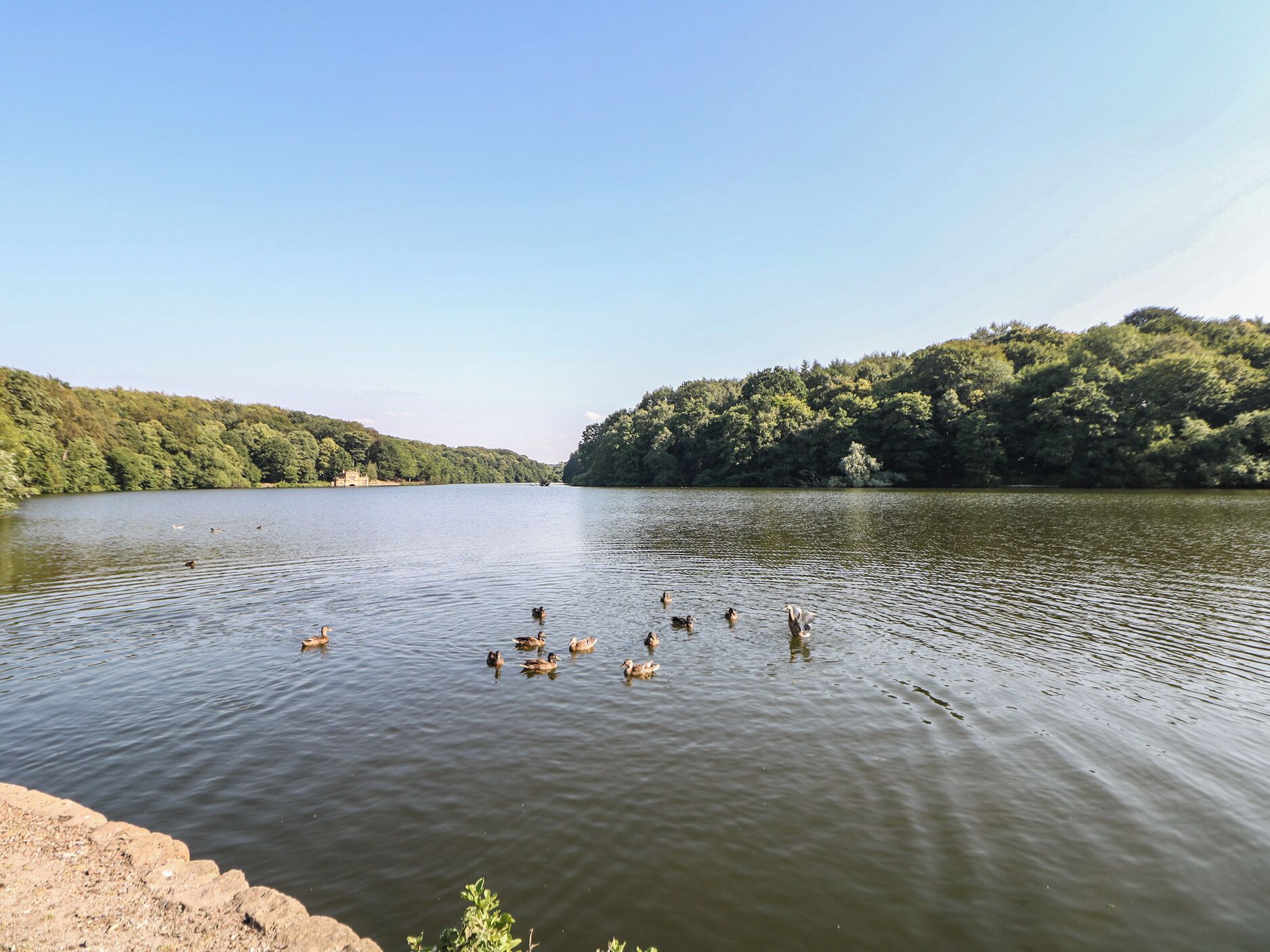 A calm lake with ducks swimming, surrounded by dense forest.