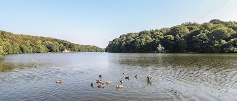 Un lago tranquilo con patos nadando, rodeado de un bosque denso.