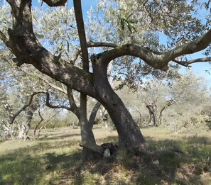 Unclassified image, 4 of 20, button - Unusual Gite at Mas Boutet (Argelès-sur-Mer)