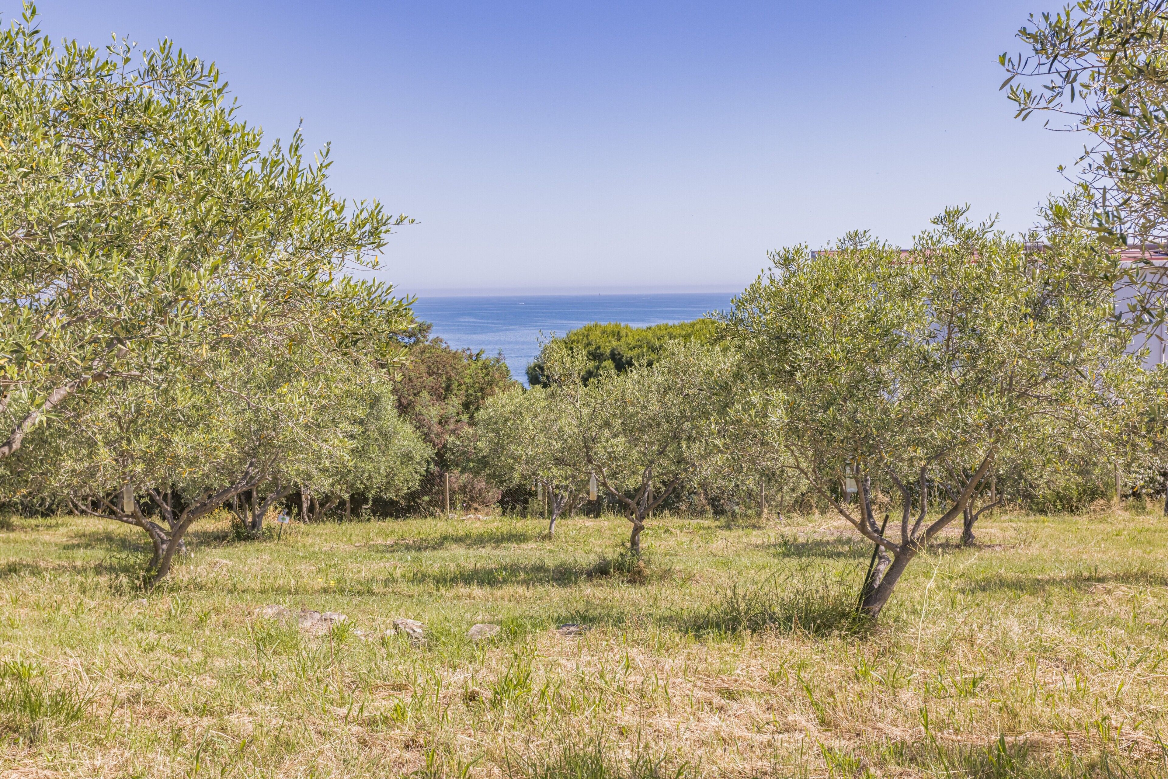 An olive grove with a view of the sea.