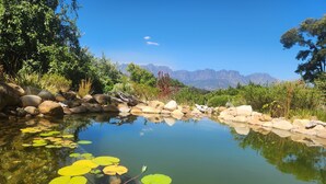 A tranquil pond with lily pads and rocks, surrounded by lush greenery and mountains in the background. - Private home with exquisite mountain views in Cape Winelands (Cape Town)