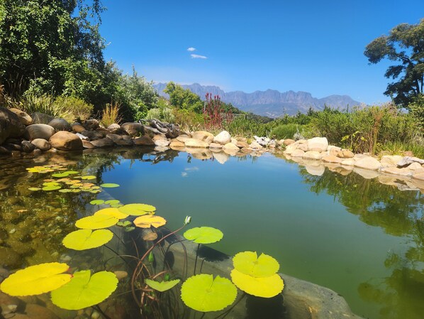 A tranquil pond with lily pads and rocks, surrounded by lush greenery and mountains in the background.