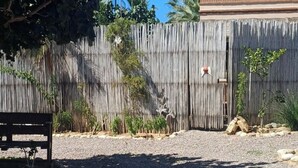 A fenced outdoor area with a gravel path, a wooden bench, and a variety of plants including a palm tree. - Charming Private Cottage in Tranquil San Pedrito, El Pescadero- 2 Blocks to Surf (El Pescadero)