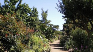 A garden pathway surrounded by various plants and trees. - Cosy house with garden - near Mimizan beach (Mimizan)