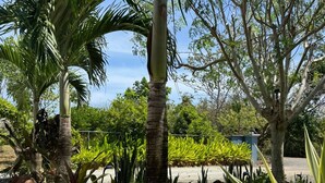 Um jardim com diversas plantas e árvores, incluindo palmeiras e uma árvore grande com tronco grosso.