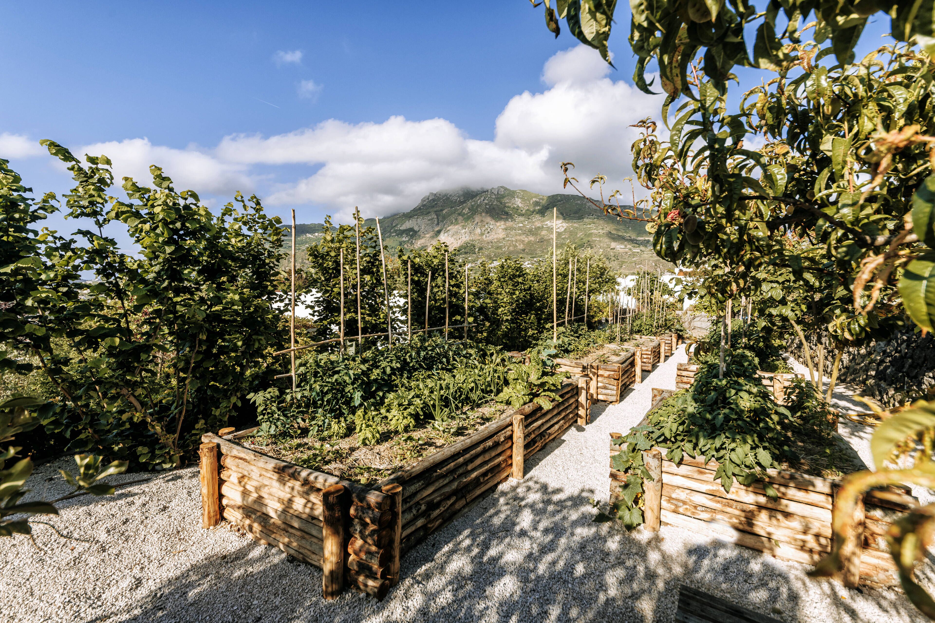 A garden with raised beds and a mountain in the background.