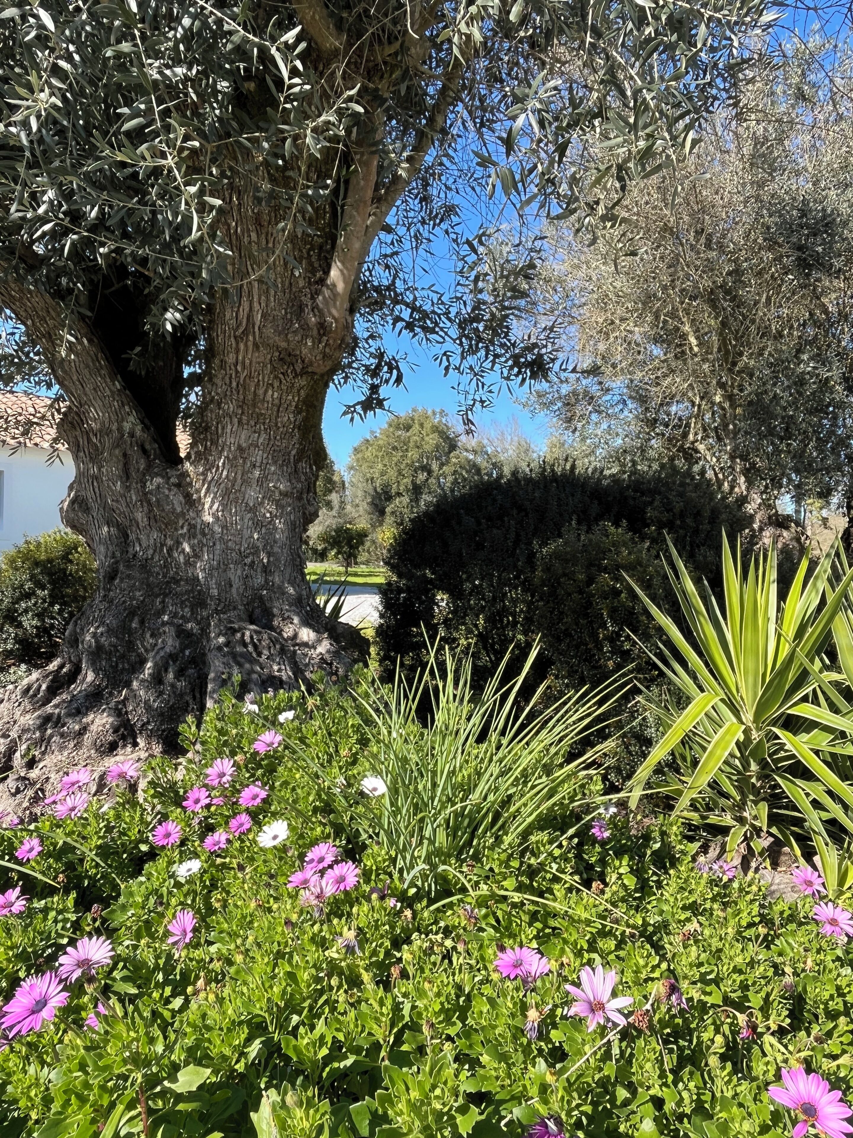 Overnattingsstedets uteområder