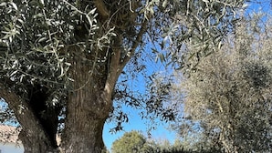 Un árbol grande con follaje tupido, un seto cuidado y vibrantes flores moradas en un jardín.