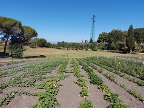 Property grounds - Apartment Moraiolo Agriturismo Podere La Maestà, Countryside Sea View in RELAX (Toscana)