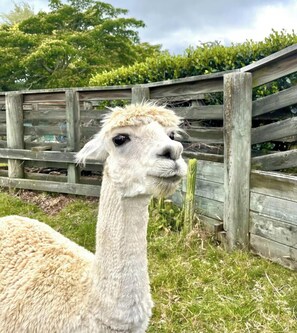 Uklassifisert bilde, 4 av 9, knapp