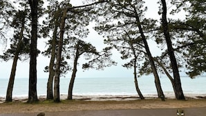 Una carretera costera bordeada de altos pinos con vistas al mar.
