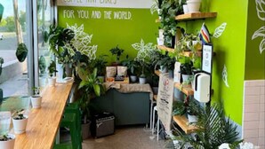 Een koffiezaak interieur met een groene wand, een houten toonbank en verschillende planten.