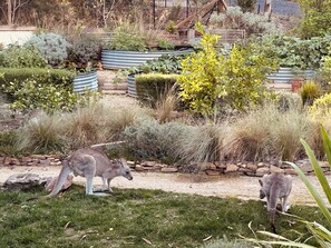 Property grounds - Sunrise Lodge – Relax in Hot Tub & Spot Kangaroos (Blue Mountains)