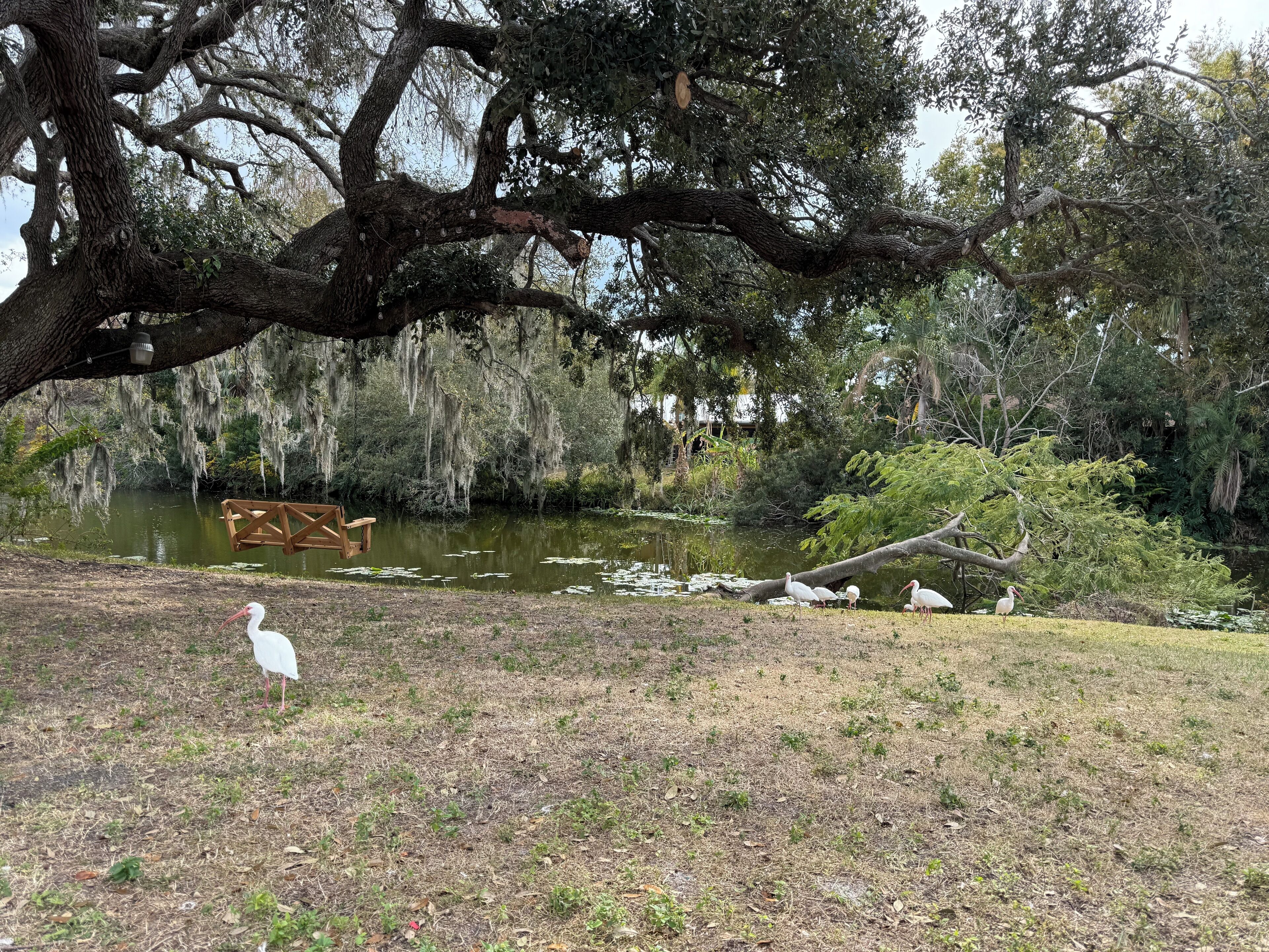 Un parc paisible avec un étang, des bancs et un grand arbre.