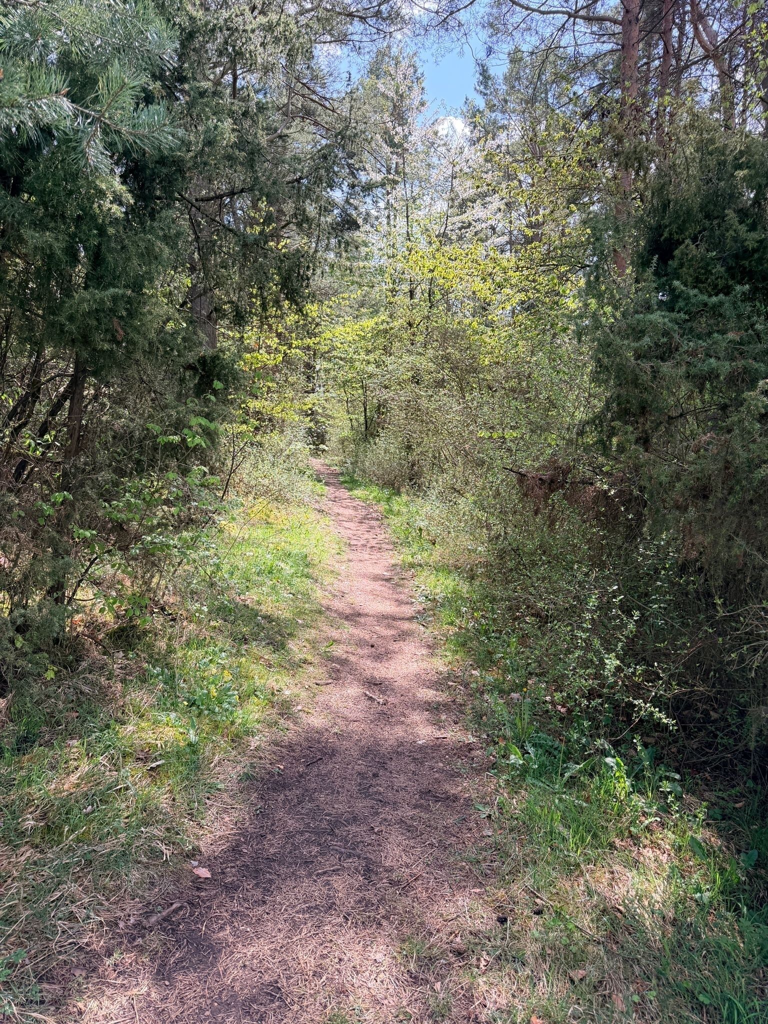 A forested trail with dense trees and underbrush.