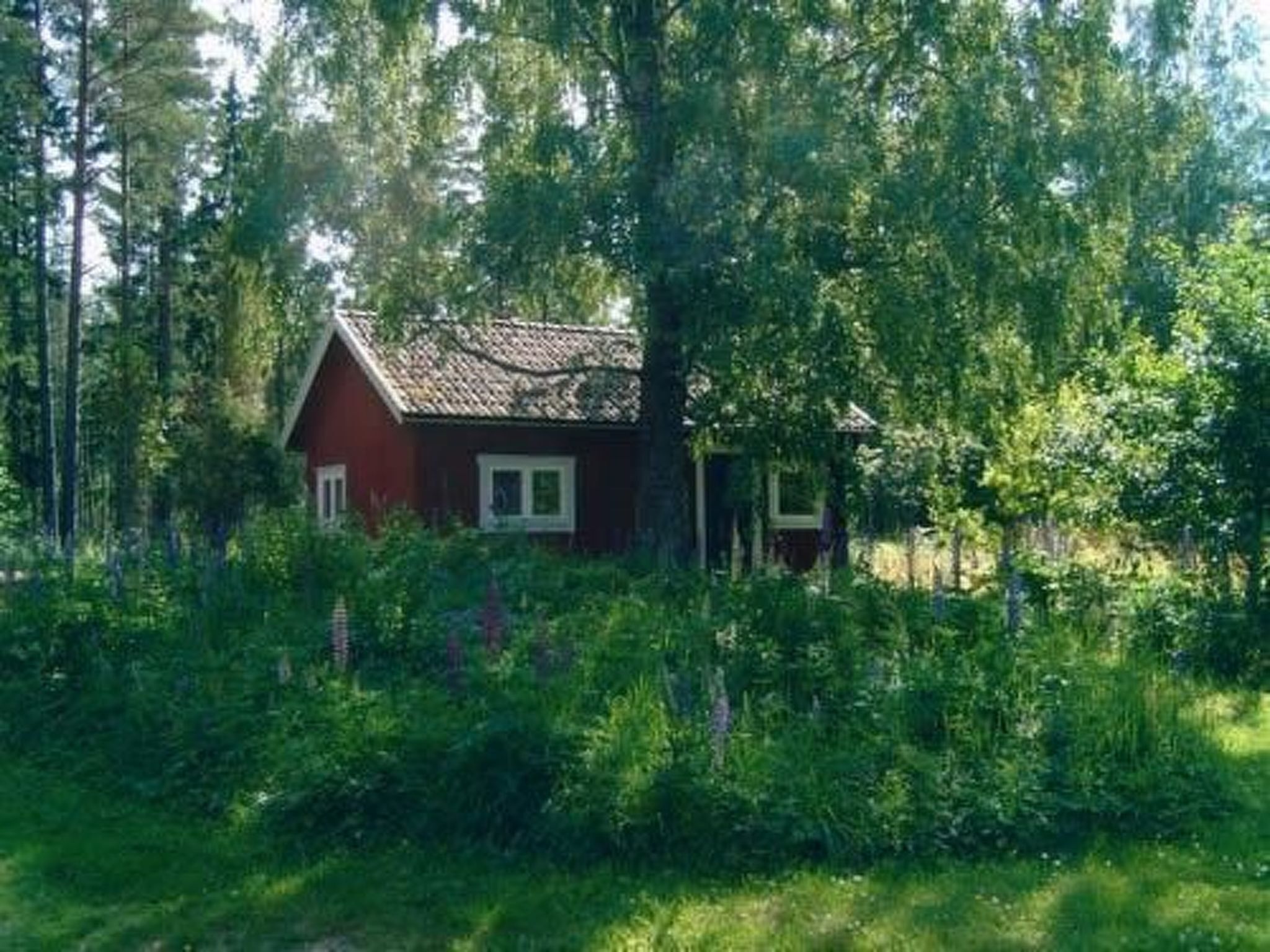 Pieni punainen mökki, jonka ympärillä on tiheä, vihreä metsä.