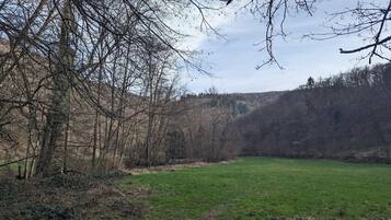 Eine natürliche Landschaft mit einer grünen Wiese, kahlen Bäumen und einem bewaldeten Hügel im Hintergrund.