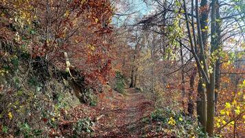 A forest path with trees and foliage.