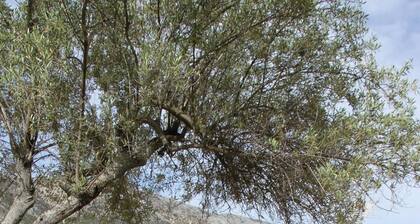 Villa „Pilali“ mit Meerblick, WLAN und Klimaanlage