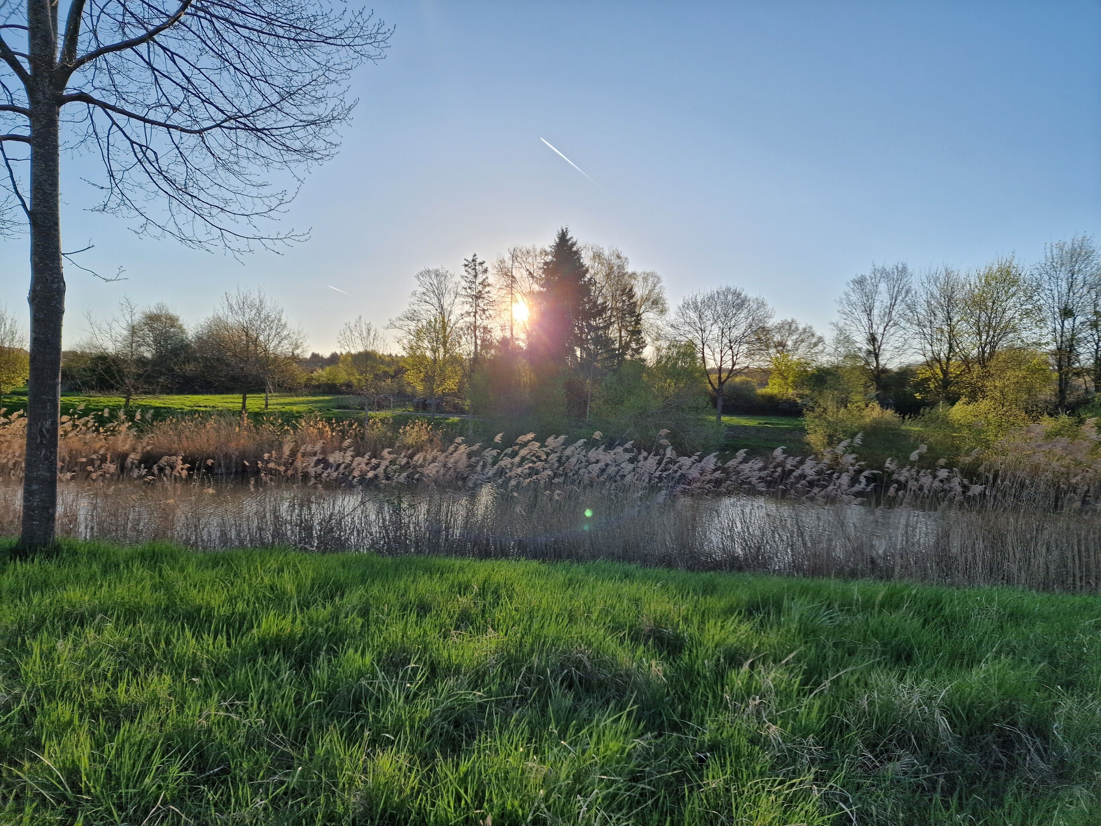 A grassy field with a stone wall and trees in the background.