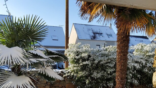 Un jardín nevado con palmeras y un muro de ladrillo.