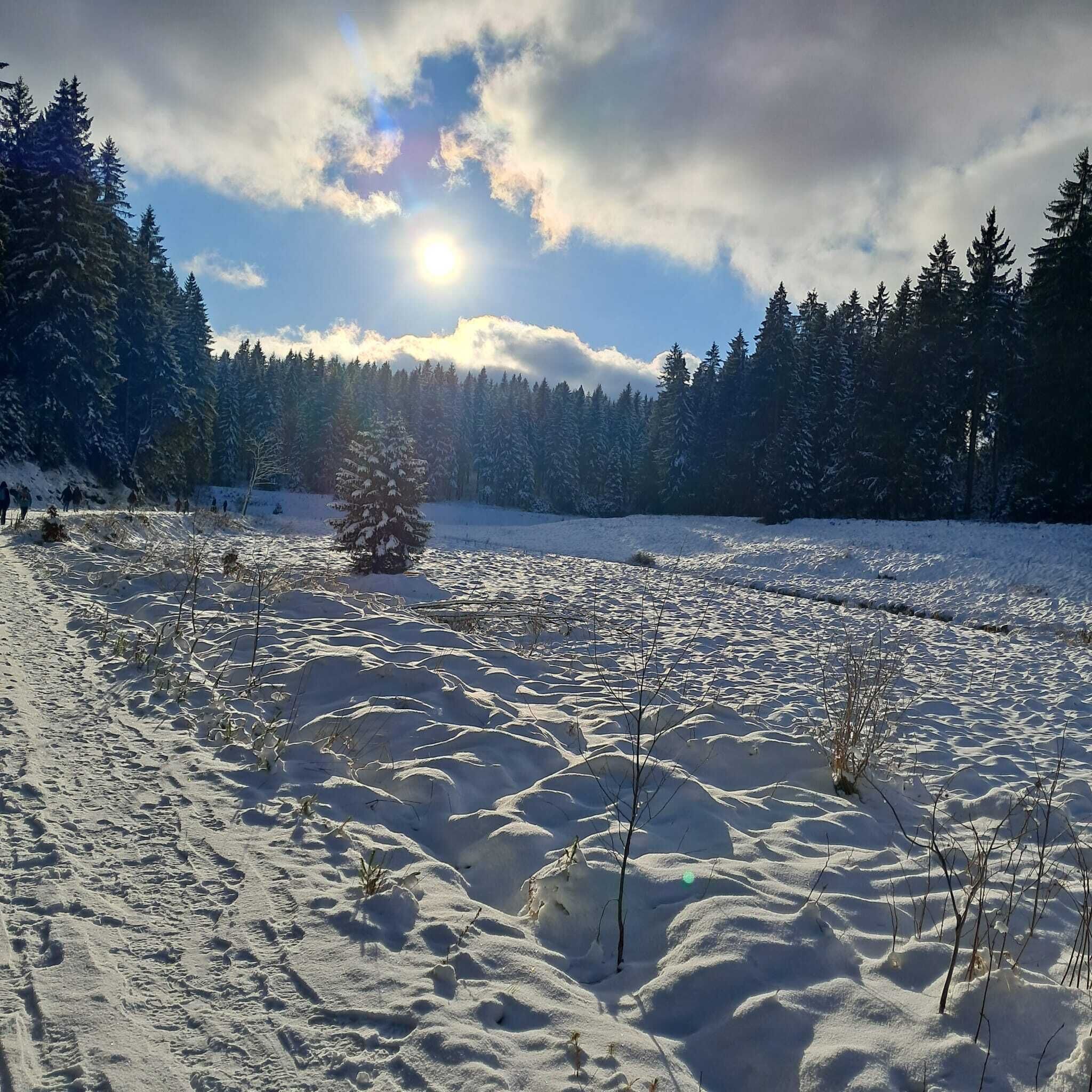 Un paisaje nevado con cielo despejado, algunos árboles y un pequeño árbol cubierto de nieve en primer plano.