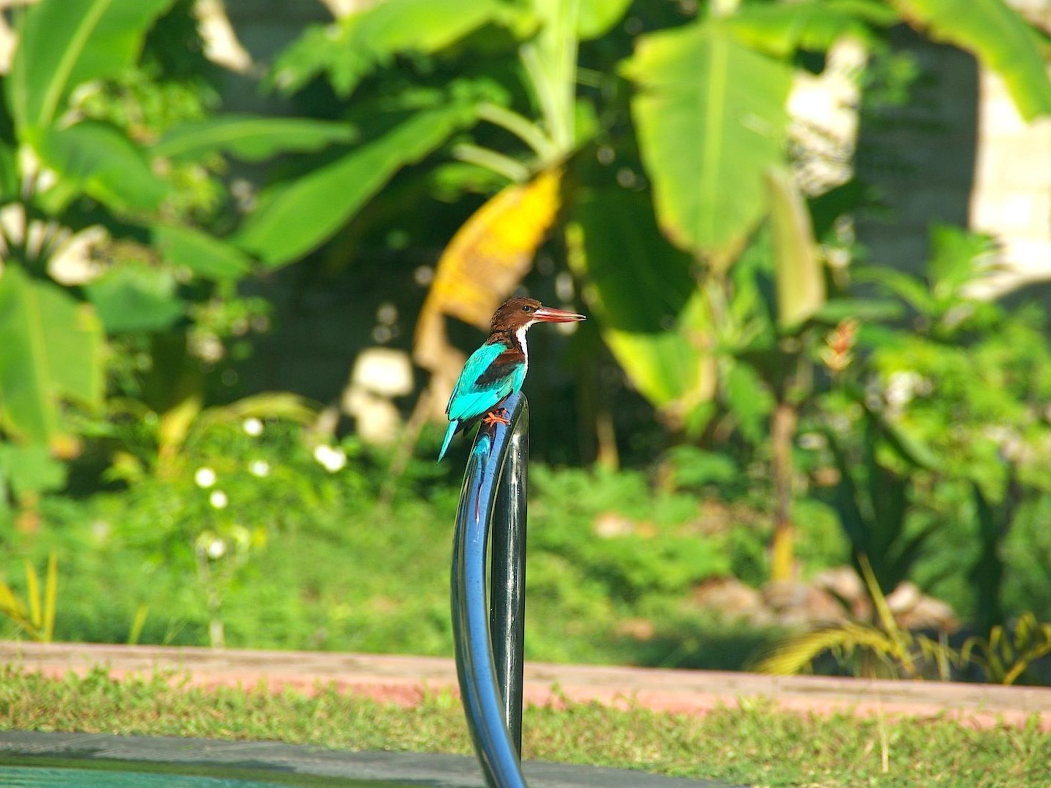A bird perched on a curved metal structure in a garden with lush green foliage in the background.