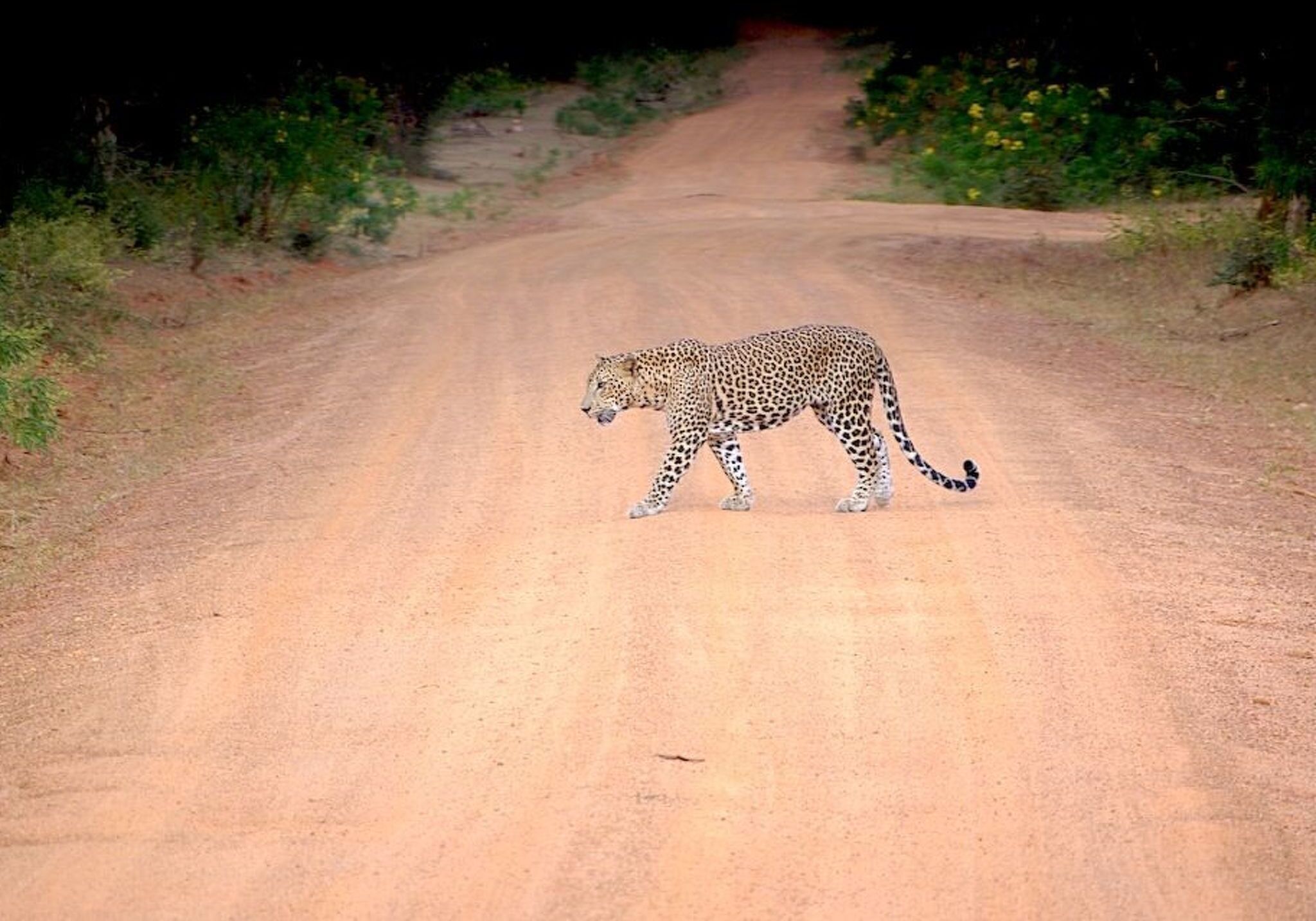 Un leopardo cruzando un camino de tierra de noche.
