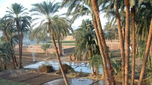 A landscape with palm trees, a water body, and a brick wall.