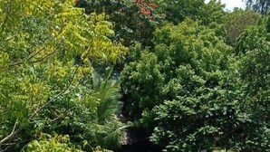 Ein Pool, umgeben von üppiger Vegetation und einem Gebäude mit einem Reetdach.