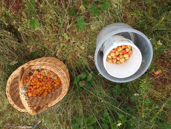 Luokittelematon kuva, 1 kautta 32, painike