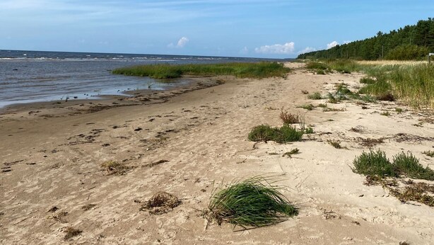 Une plage avec du sable, de l’herbe et un ciel dégagé.