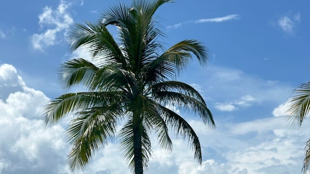 Ein klarer, blauer Himmel, im Vordergrund eine Palme und im Hintergrund ein Schwimmbecken.