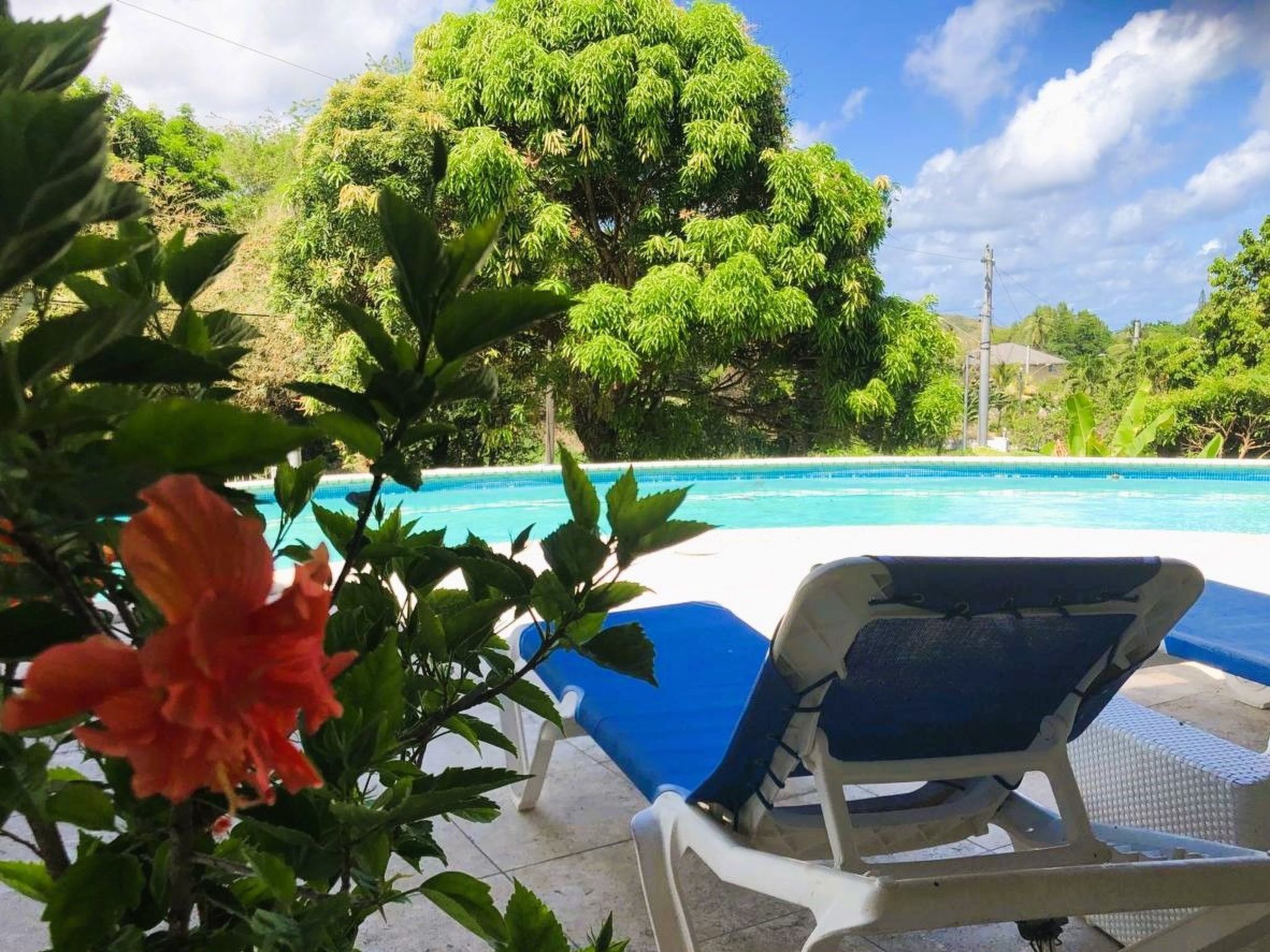 Un espace aménagé au bord de la piscine, avec un fauteuil bleu, une fleur au premier plan et un grand arbre en arrière-plan.