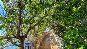 Ein Steinweg mit blauen geometrischen Mustern, umgeben von üppigem Grün, der zu einem Gewässer führt.