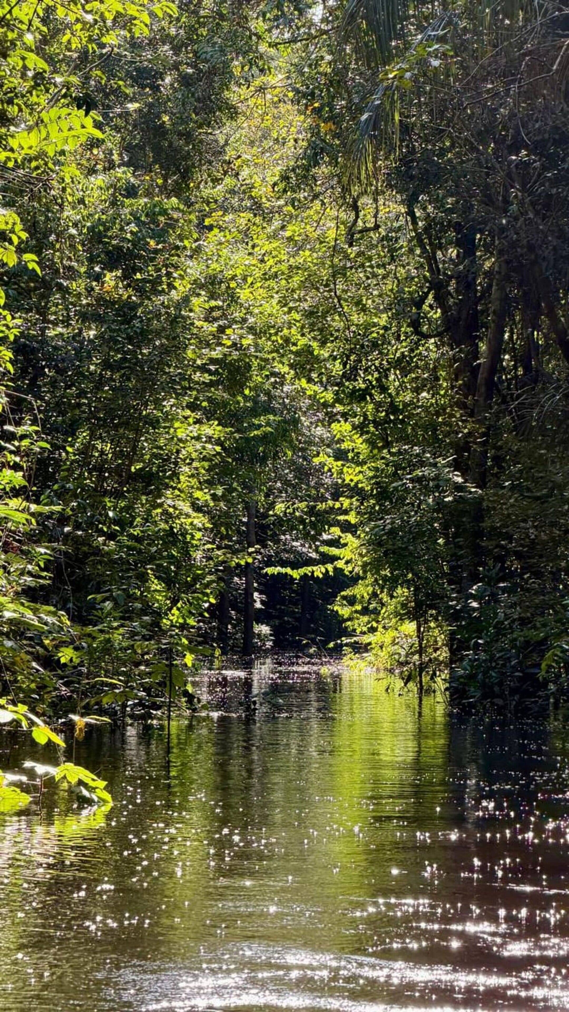 A natural landscape with dense foliage and a calm body of water reflecting sunlight.