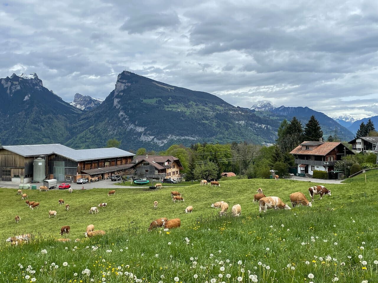 Ländliche Landschaft mit einer Kuhweide, einem Bauernhof und einem Berg im Hintergrund.