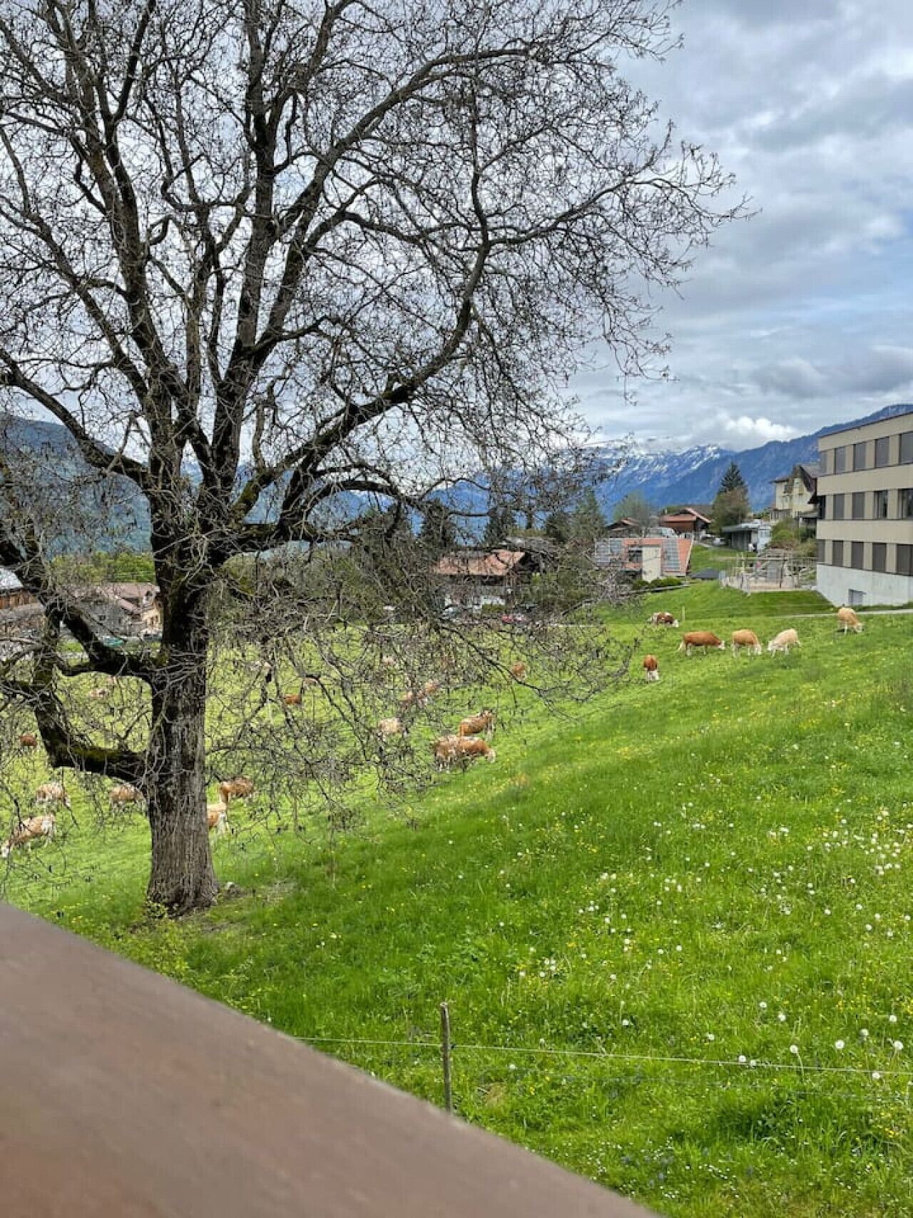 A grassy field with cows grazing, a large tree, and a mountain range in the background.