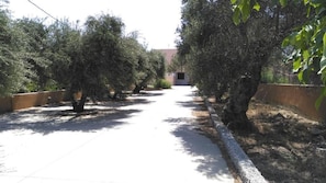 A pathway lined with olive trees leading to a building. - Angellinas Appartments (Chania)