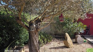 Un albero con una lanterna appesa ai rami, circondato da ghiaia e vasi di piante.