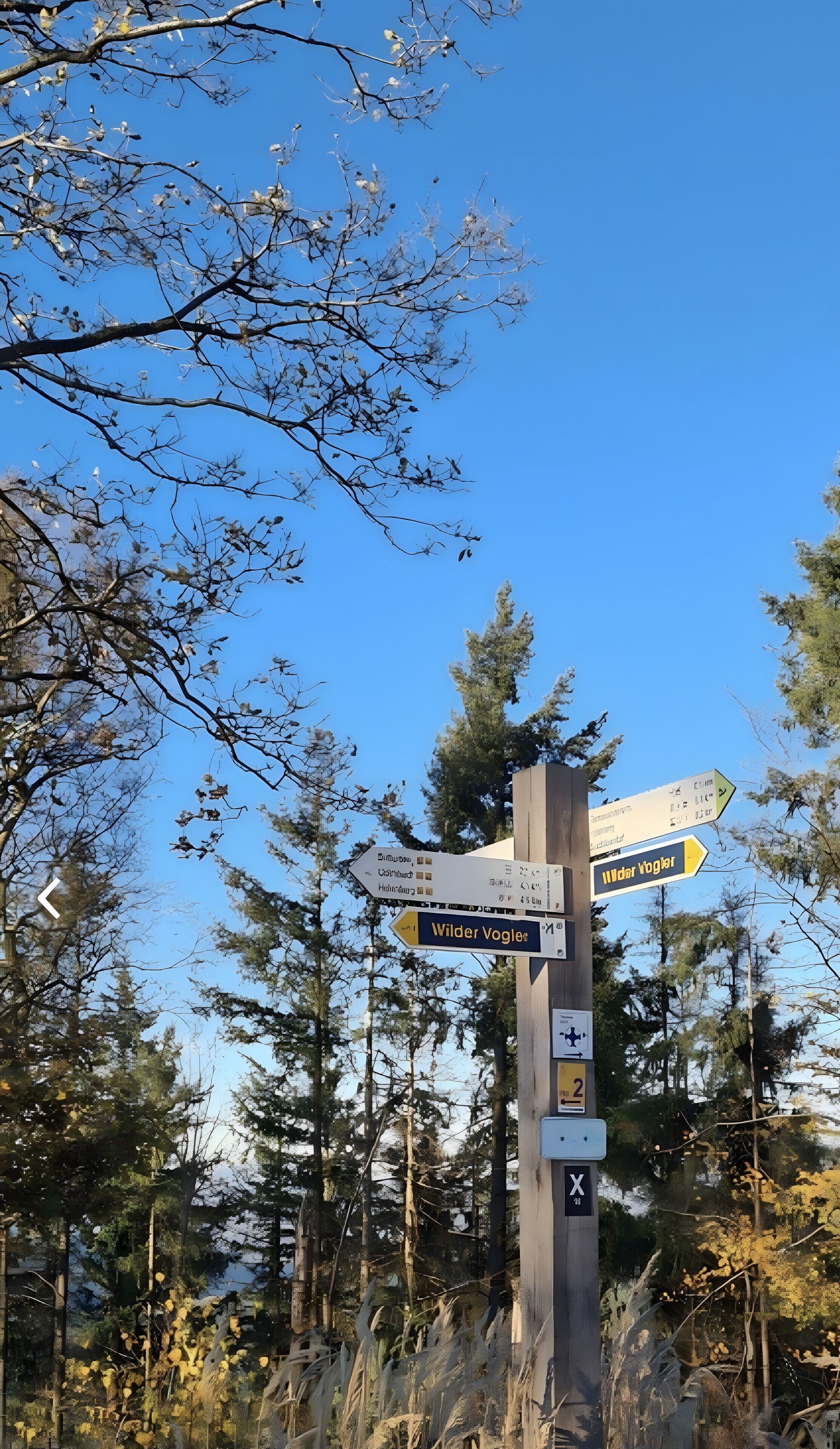 A directional signpost with multiple arrows pointing in different directions, surrounded by trees and clear sky.