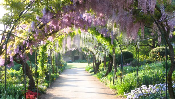 A pathway flanked by trees with hanging purple flowers, leading to a building. - Le Cocon St Martin – Cozy Duplex in Nevers City Center, Air Conditioning (Nevers)