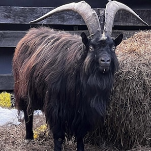 A black goat with large curved horns standing in front of a hay bale and a wooden structure.