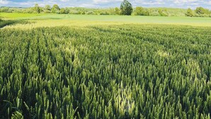 Un extenso campo de cultivos verdes bajo un cielo despejado con nubes dispersas.