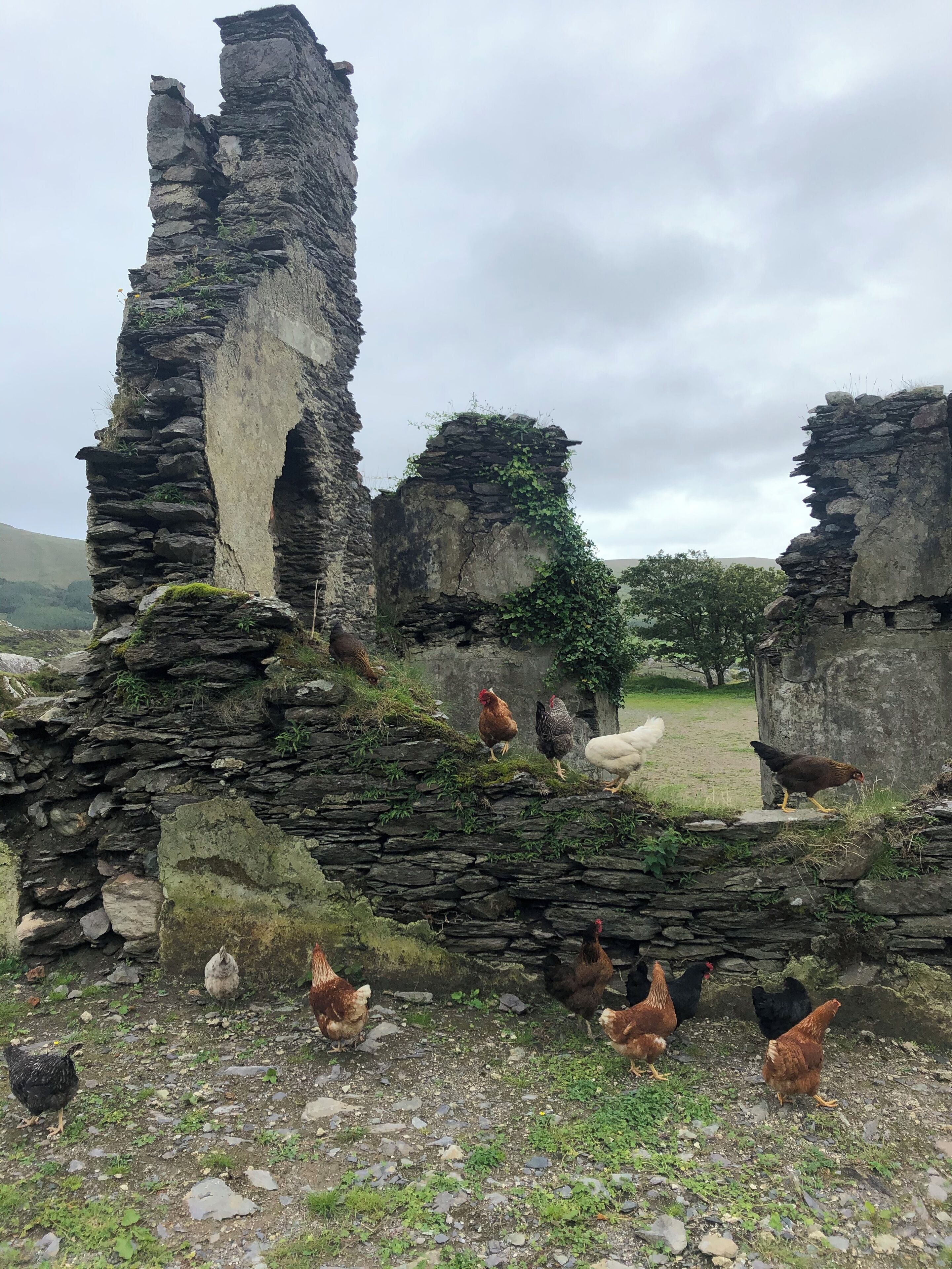 A stone ruin with chickens foraging around.