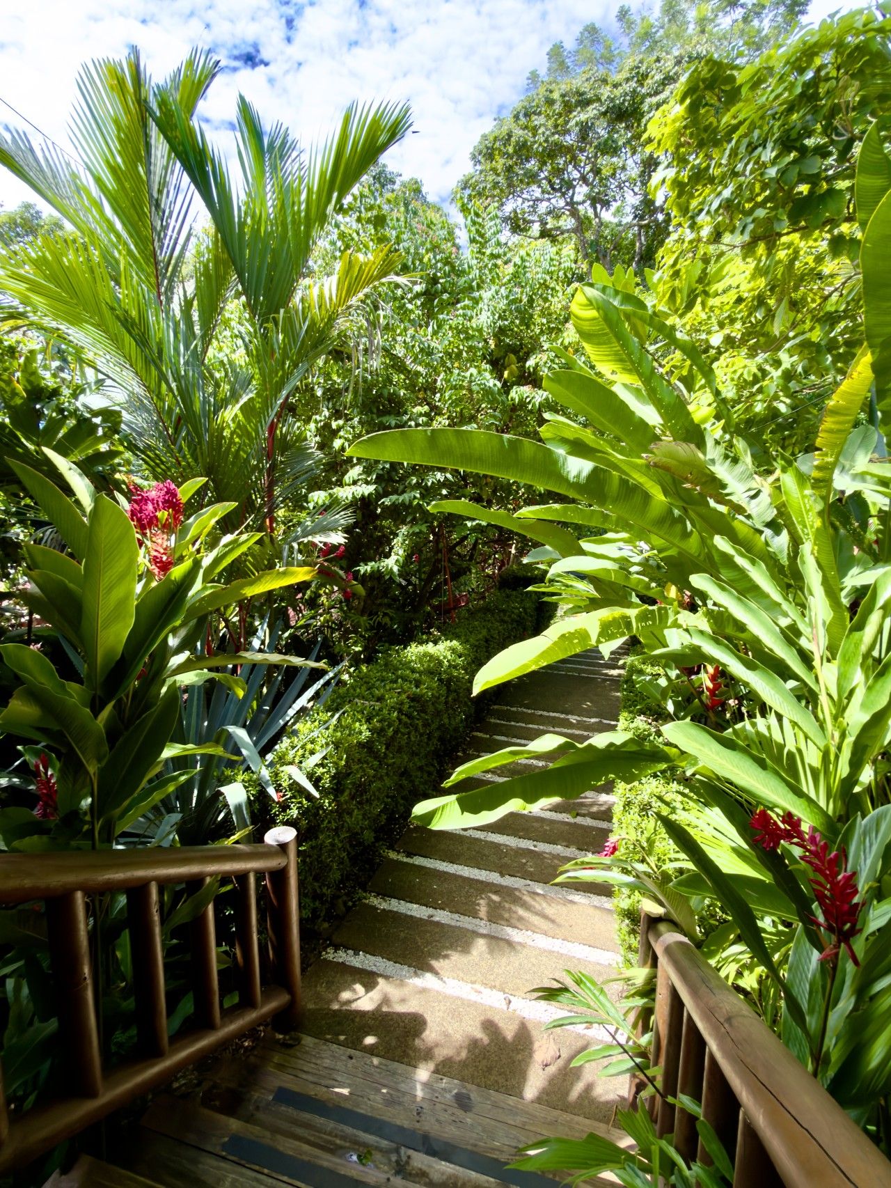 A wooden staircase surrounded by lush greenery and tropical plants.