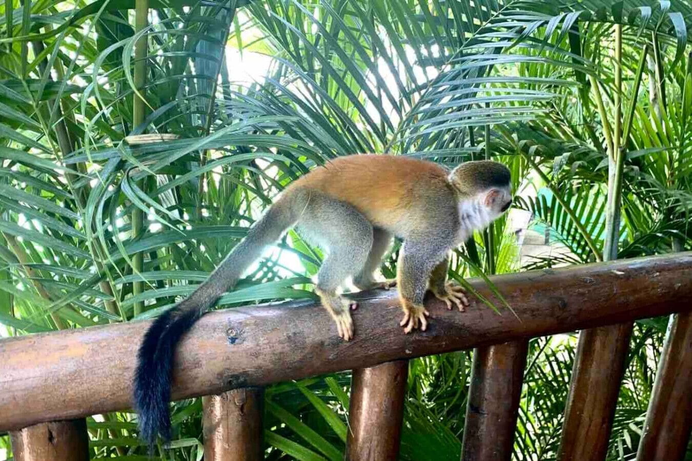 Um macaco em uma estrutura de madeira, cercado por vegetação verde.